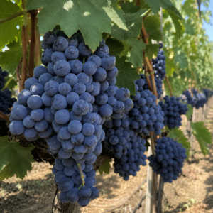 tempranillo grapes seeds (vitis vinifera) vines grapes seeds
