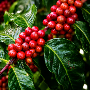 kintamani coffee seeds (coffea arabica)