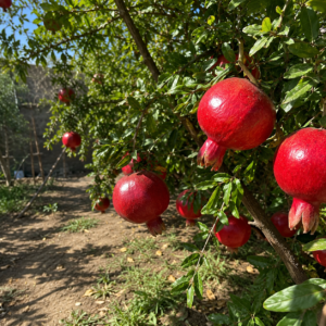 wonderful pomegranate seeds (punica granatum) red pomegranate seedss