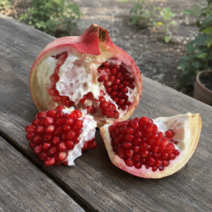 akko pomegranate seeds (punica granatum) red pomegranate seedss