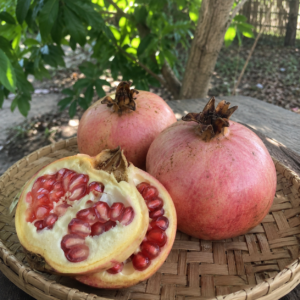 ambrosia pomegranate seeds (punica granatum) red pomegranate seedss