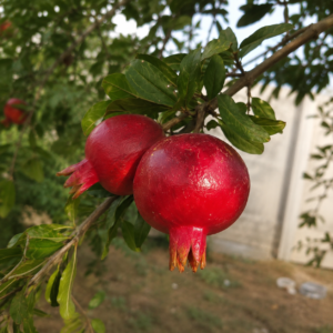 angel red pomegranate seeds (punica granatum) red pomegranate seedss