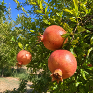 dholka pomegranate seeds (punica granatum) red pomegranate seedss