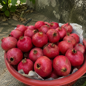 ganesh pomegranate seeds (punica granatum) red pomegranate seedss