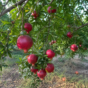 hicaz pomegranate seeds (punica granatum) red pomegranate seedss