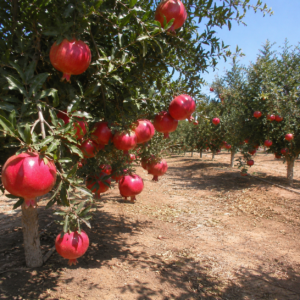 khandari pomegranate seeds (punica granatum) red pomegranate seedss