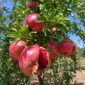 mollar de elche pomegranate seeds (punica granatum) red pomegranate seedss