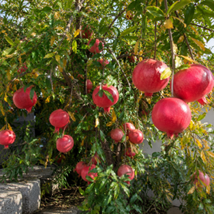 parfianka pink pomegranate seeds (punica granatum) red pomegranate seedss