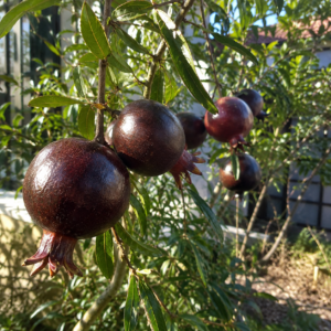 purple wulung pomegranate seeds (punica granatum) red pomegranate seedss