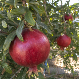 rumi pomegranate seeds (punica granatum) red pomegranate seedss