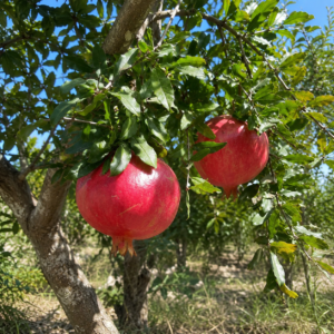 shisheh pomegranate seeds (punica granatum) red pomegranate seedss